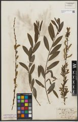 Foto von Salix purpurea L. x Salix repens L.